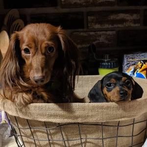 Meet your Posher, Jill